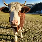 Farma Klausenhof Schonach *