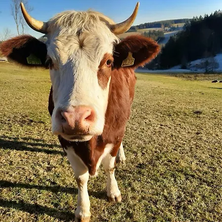 Vakantieboerderij Klausenhof Schonach *