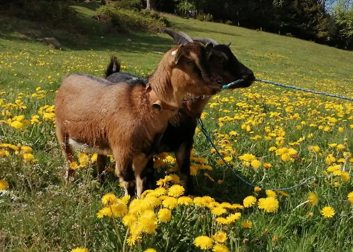 Klausenhof Schonach * Schonach im Schwarzwald