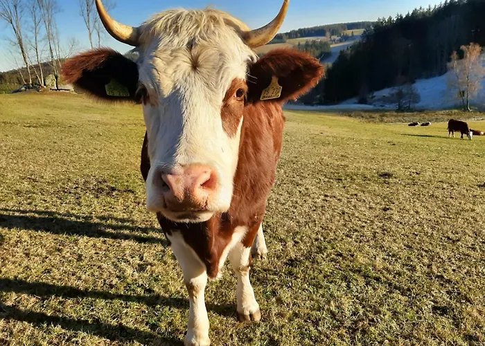 Lantgård Klausenhof Schonach Schonach im Schwarzwald